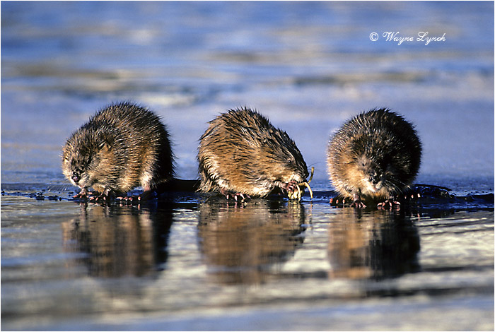 Muskrats 102 by Dr. Wayne Lynch &copy;